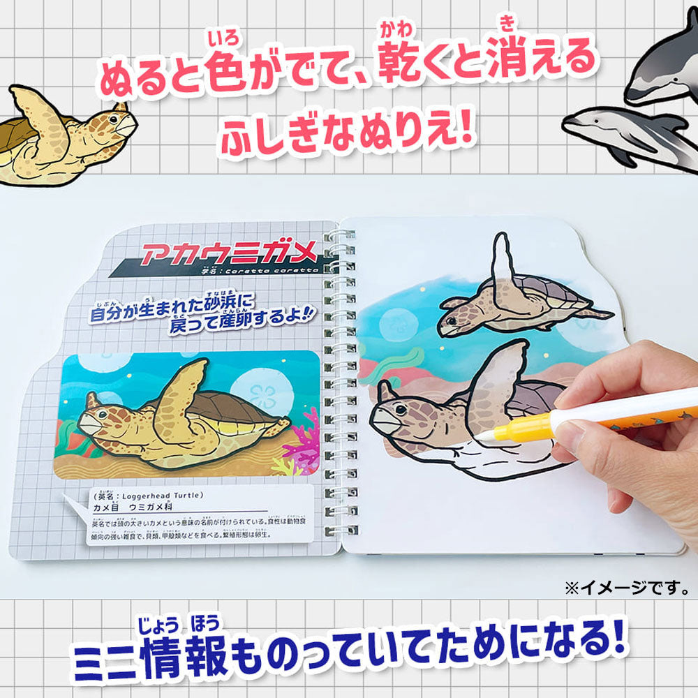 水ぬりえ 海のいきもの図鑑 1セット